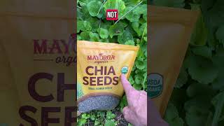 Sprout Chia in your garden. Edible greens, good ground cover.