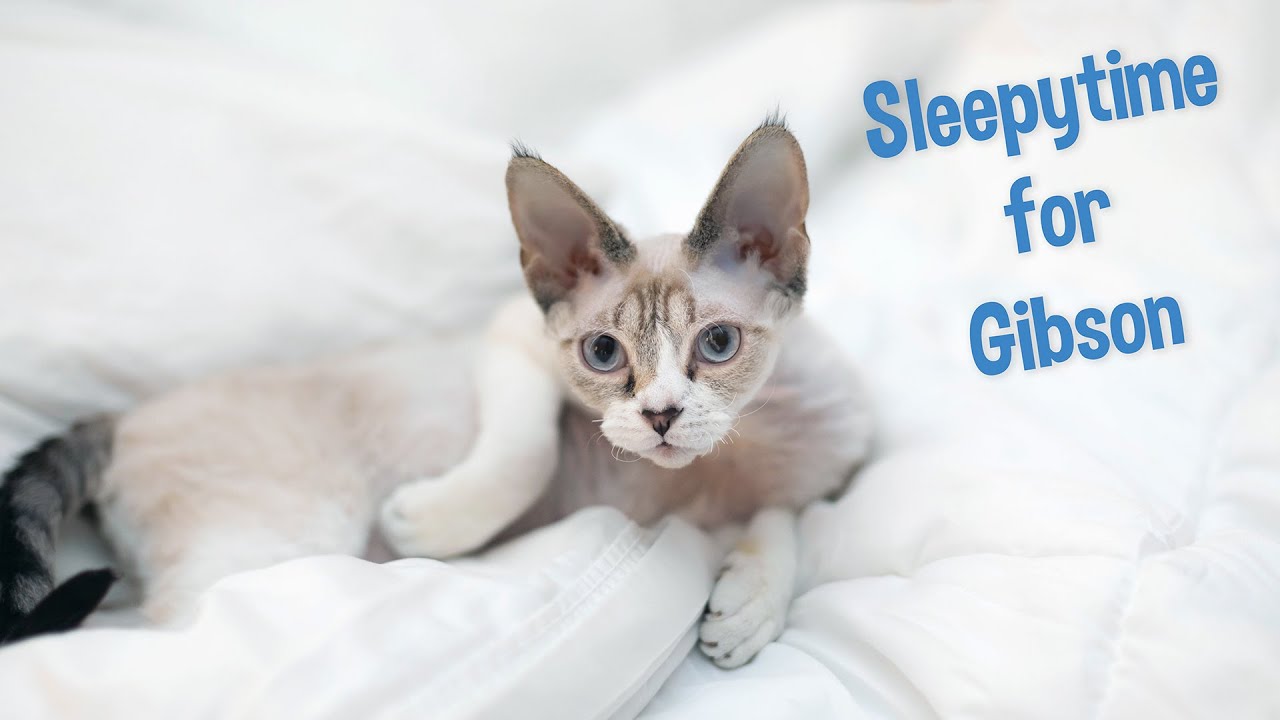 Sleepy Devon Rex kitten dreams of Santa - original music