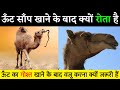 Why Camel Eat Snake ? ऊंट के बारे ने क़ुरान में क्या बताया है ? Camel In Quran || Noore hadees