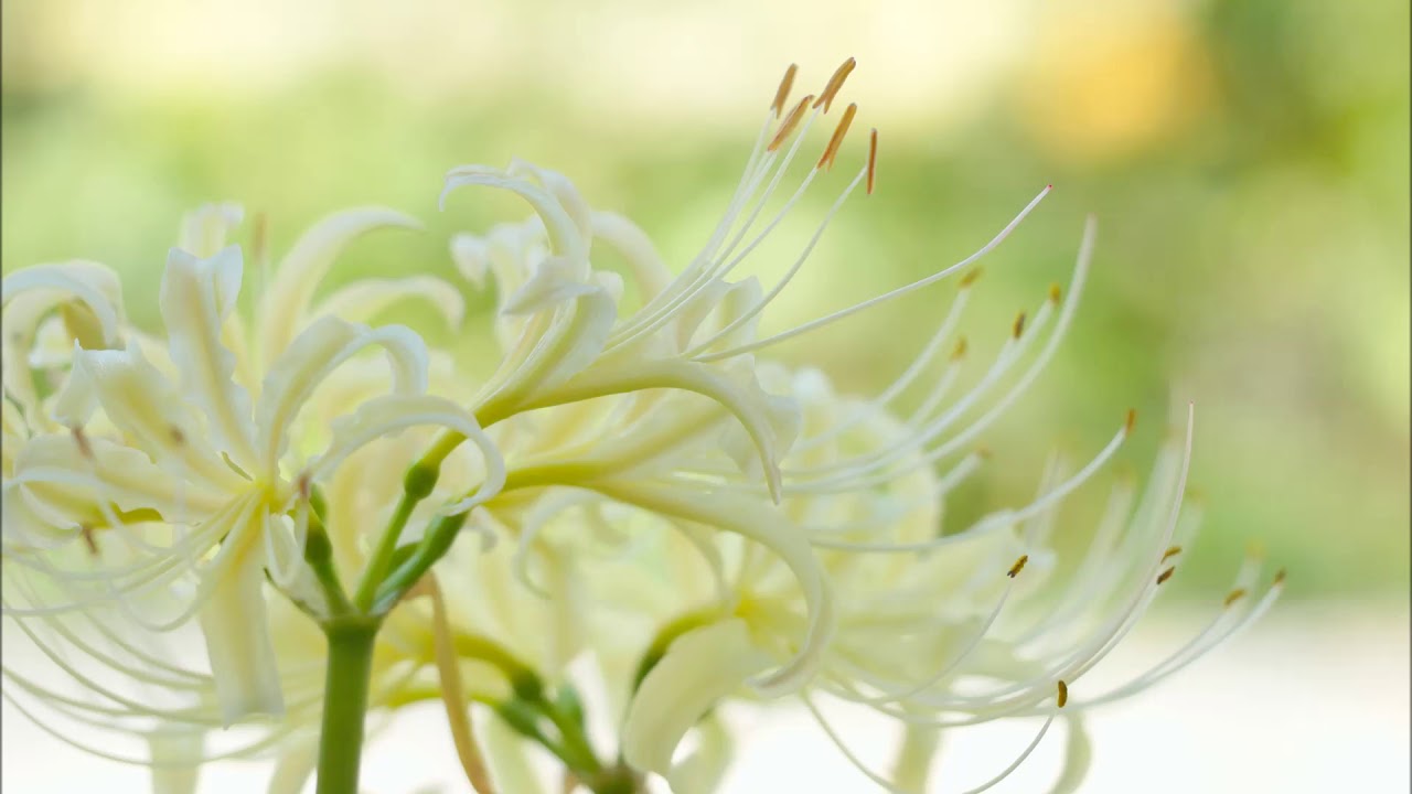 ベートーヴェン: ピアノ・ソナタ第23番｢熱情｣：第2楽章［ナクソス・クラシック・キュレーション #癒し］