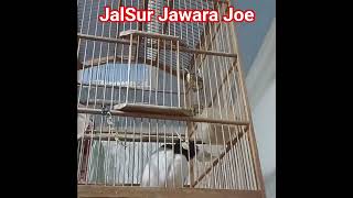 Jalak Suren  Mewah