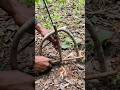 #survival #trapping #skills #bushcraft #alamliar #forest