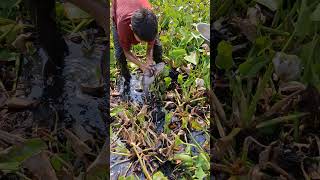 Trending Hand Fishing. Amazing Fishing With Hand #fish #fishing #shorts
