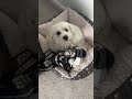 Doggy invasion