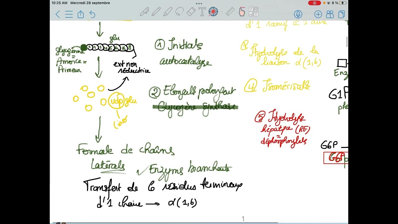 Métabolisme du glycogène: glycogenolyse et glycogenogenese