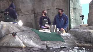 Virtual Visit: Weighing Our Birds in the Aviary