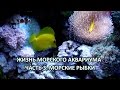 Жизнь морского аквариума. Часть 3. Морские рыбки