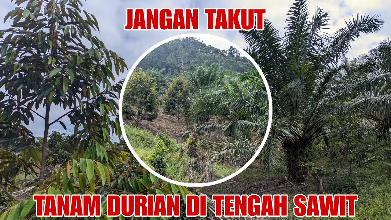 Tanam durian di kebun sawit ternyata bagus #durian