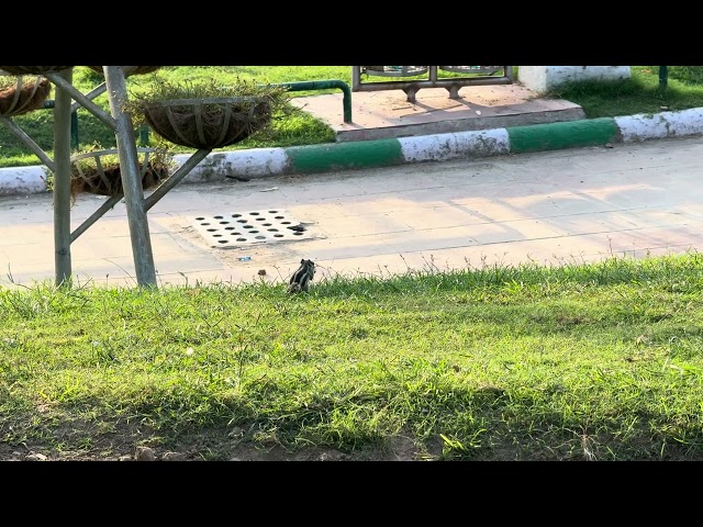Palm Squirrel