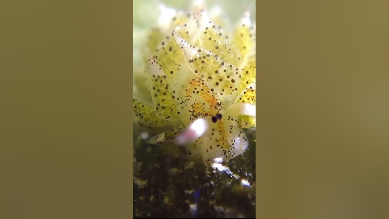 Adorable ‘Shaun the Sheep’ nudibranch munching on algae #shorts #dive