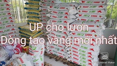 Thức ăn UP dòng tạo vàng mới nhất cho lươn | 0914.292.736