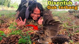 LARGE-TAILED NIGHTJAR incubating eggs || Doesn't fly when touched || Arya mos