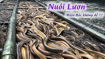 nuôi Lươn không bùn ở Miền Bắc có dễ như Miền Nam