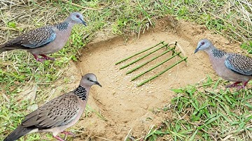 The Best Bird Traps Near The Mountain - Easy Quick Dove Traps Technique the