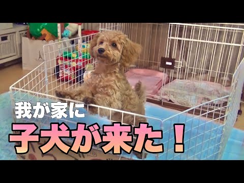 【お迎え初日】足の短い生後5ヶ月のトイプードルが我が家に来た日