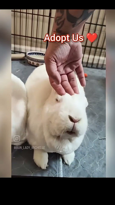 Foster bunnies take a while to warm up to humans sometimes, patience is key. Adopt, don't shop ❤️🐰