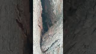 Bienen im Baum 31.07.25 Leben sie noch? #bienen #imkern #beekeeping #bee #springonshorts