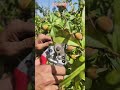 “Remove Small Peaches to Grow Bigger Ones 🍑🔥”#PeachThinning #BiggerPeaches #FruitThinning #PeachTree
