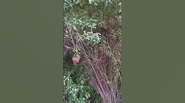 WILD POMEGRANATE #shorts
