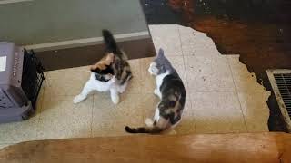 Gambit's sister Storm visited today and we had some all-star kitty wrestling!