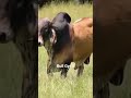 Bull Gyr II Joro76 Bull Gyr II Joro76