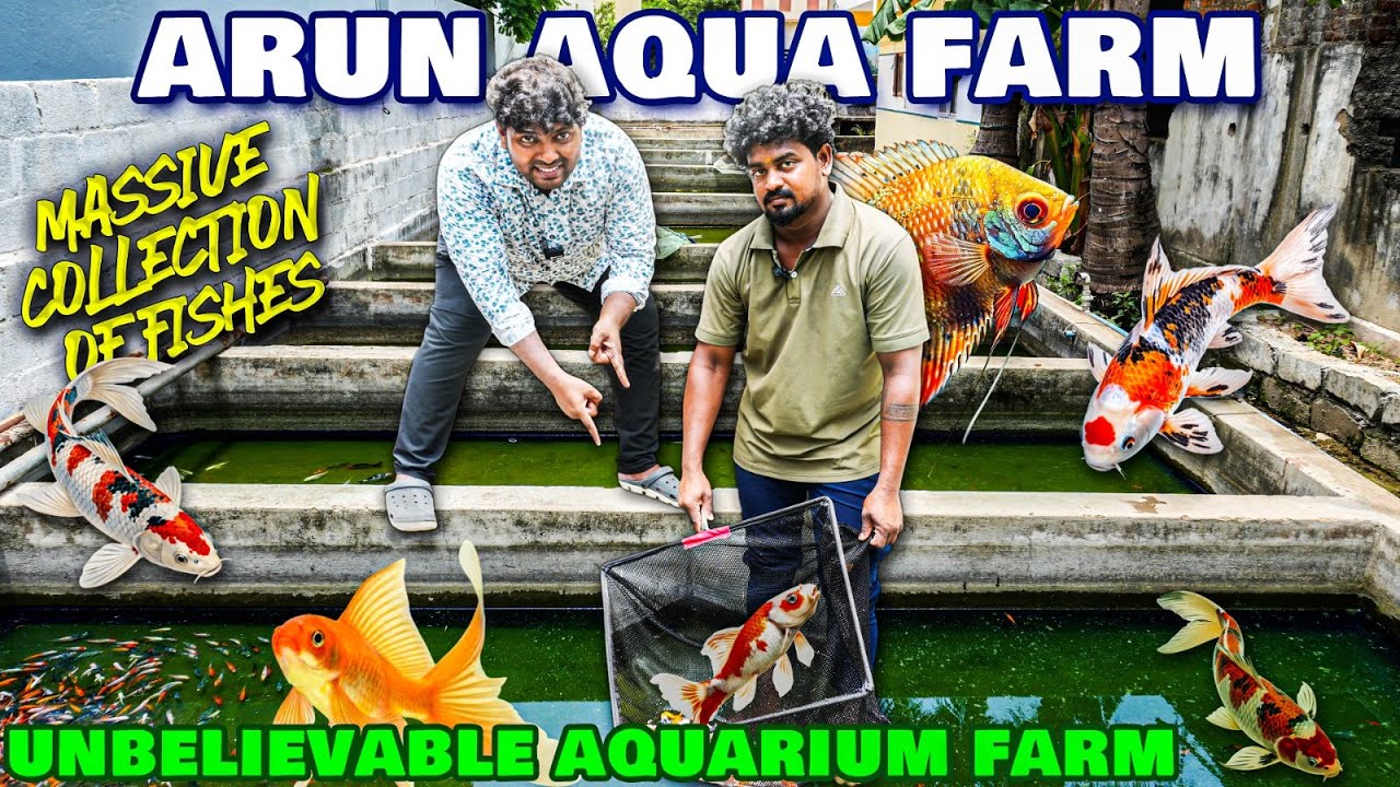 ₹10 முதல் Top Quality Koi Fishes Available | Cheapest KOI fish farm in Chennai | Arun Aquatic Farm