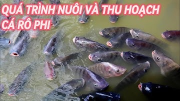 Quá Trình Chăn Nuôi Và Thu Hoạch Cá Rô Phi Của Ngư Dân || REVIEW CÂU CÁ SIÊU TO.