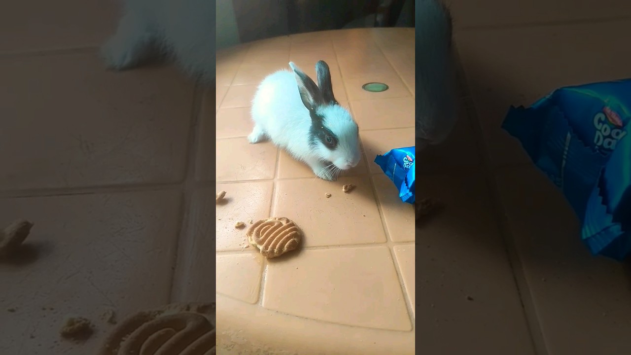 cute rabbits# biscuits chahiye malik