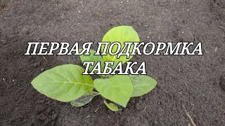 ПЕРВАЯ ПОДКОРМКА ТАБАКА