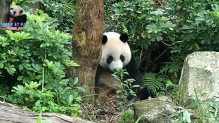 20161118 圓仔幫樹木做健康檢查 The Giant Panda Yuan Zai