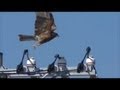 Birds fly away flapping highspeed slow motion