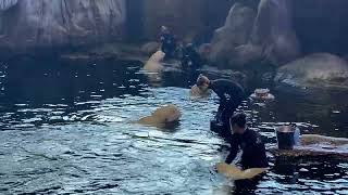 Beluga Whale Shedd Aquarium May 2022