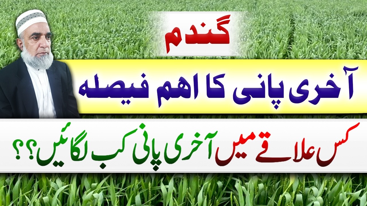 When to apply Last irrigation to wheat crop in different areas || Crop Reformer