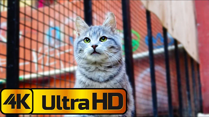 Video 10738331: kittens 4k, cute kitten washing, cute kitten face, cute kitten first, cute kittens living