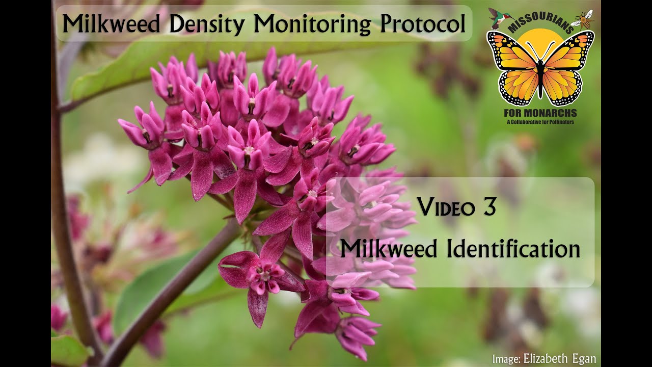 Volunteer Training Video 3: Milkweed Identification