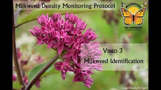 Volunteer Training Video 3: Milkweed Identification