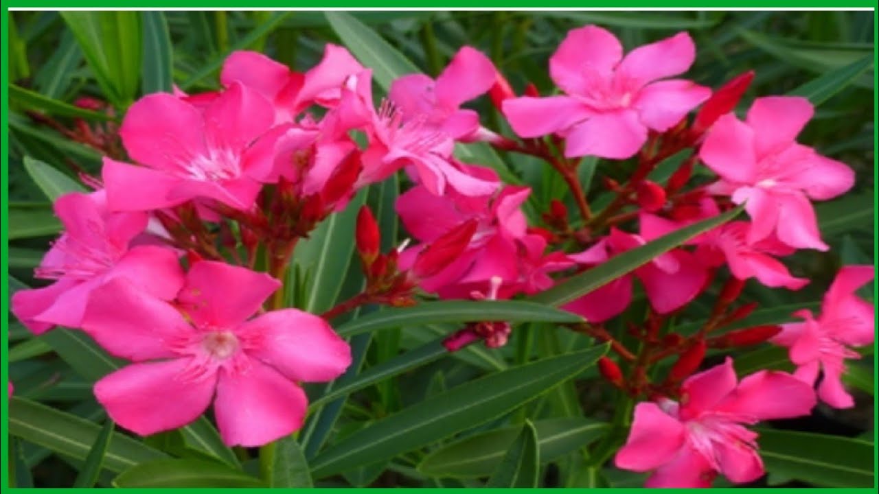 How to grow oleander/ kaner plant cutting👍👍 YouTube