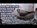 2018 American Kestrel Cam Highlights