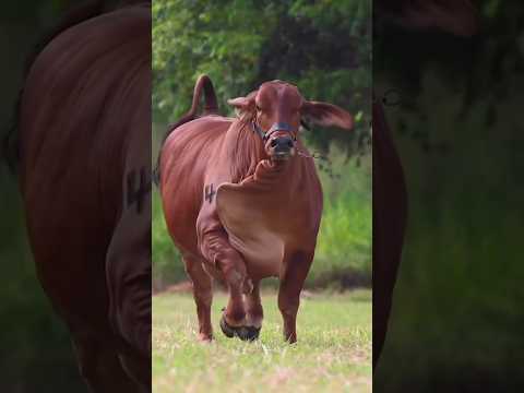 Vídeo: As vacas podem ser derrubadas?