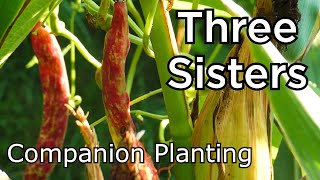 Three Sisters - Native American Companion Planting - Start To Finish