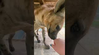 Hyena Boop