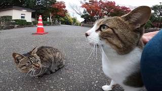 Nadenade a pheasant cat in front of a temple