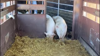 Loading the pigs on the trailer. It was too easy