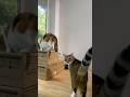 盗み食いする三毛猫みけ😹#shorts #cat #猫 #dog #犬