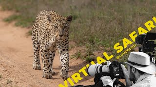 Why Would A Leopard Do That? The Return Of The Mashaba Female! Virtual Safari # 190