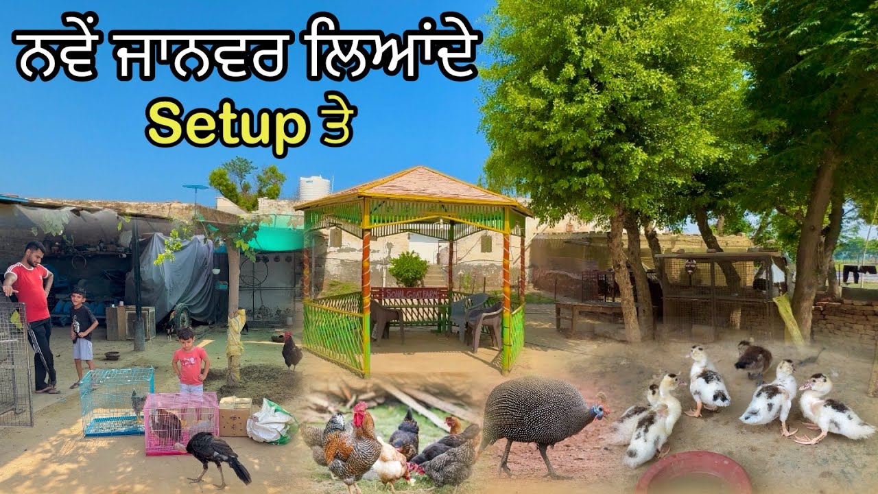 ਨਵੇਂ ਜਾਨਵਰ ਲਿਆਂਦੇ Farm ਤੋਂ || 4 ਨਵੀਆਂ ਬਰੀਡਾਂ ਲਿਆਂਦੀਆਂ Setup ਤੇ ❤️|| 