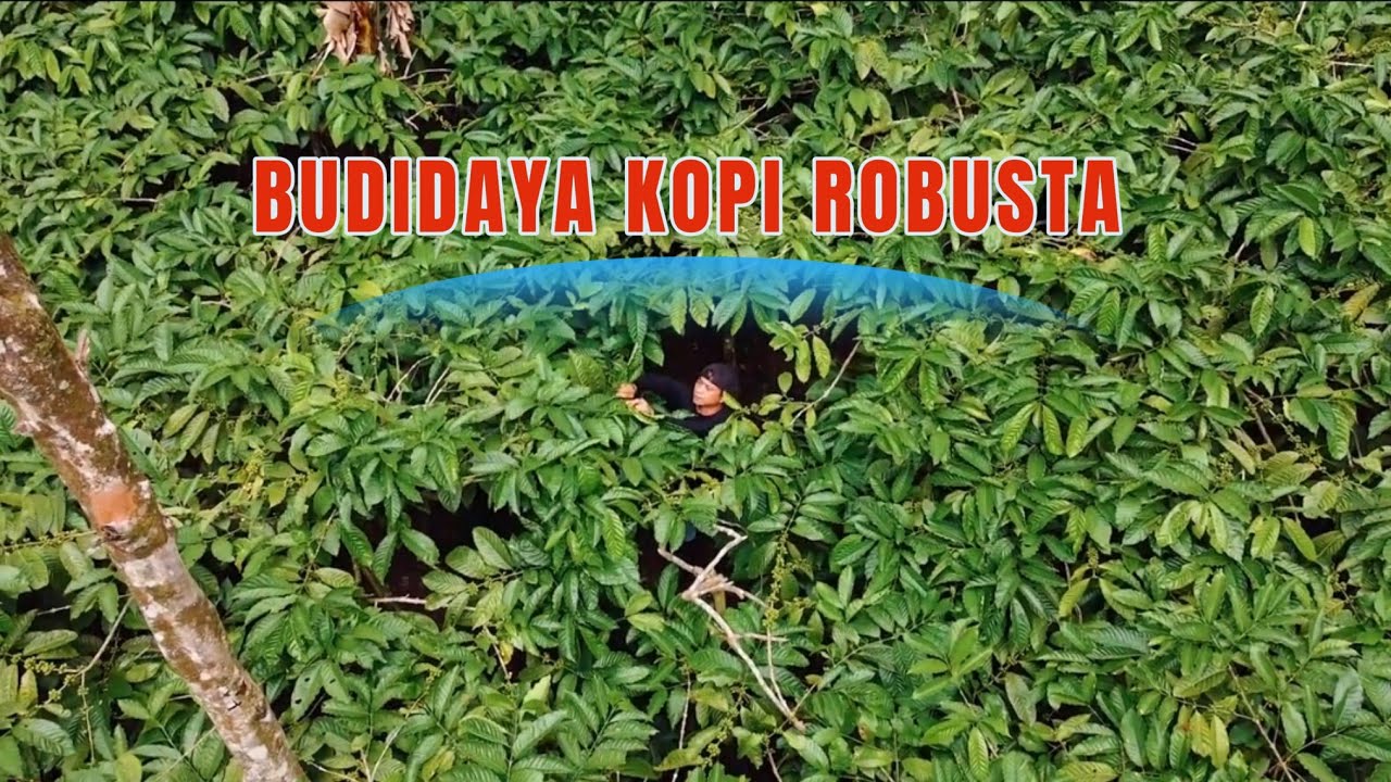 TIDAK ADA KEGIGIHAN YANG BERUBAH SIA-SIA. .PARA PETANI KOPI INI SUKSES RAIH OMSET 820JT RUPIAHH