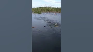 strike mujahir di danau tempe!