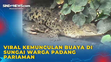 Warga Padang Pariaman Digegerkan Kemunculan Buaya di Sungai, Begini Penampakannya