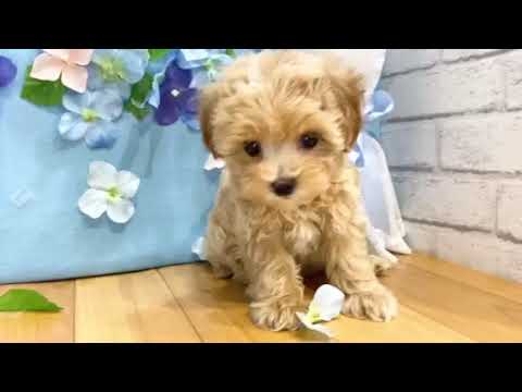 204970 マルプーちゃん - YouTube